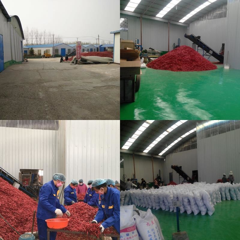 Cina Neihuang Xinglong Agricultural Products Co. Ltd Profil Perusahaan