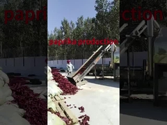 proses pembersihan paprika di Cina