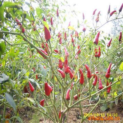 Putaran 12% Kelembaban Red Bullet Chilli Anhydrous HACCP Dengan Hat King Ukuran Kecil