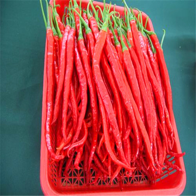 Authentic Chili Peppers Erjingtiao Dried Chilis dengan 8-12% Kelembaban dan Air Dried Process
