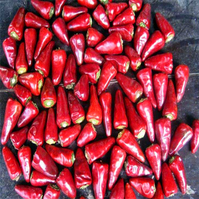 2% Max Broken Rate Air Dried Red Bullet Chili dengan Sampel dan Freight dikumpulkan