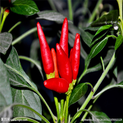 Red Bullet Chili dengan topi untuk pengeringan industri