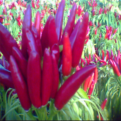 Rasa Intensif Air Dried Bullet Merah Chili Sampel Gratis Tersedia