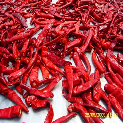 Lada Paprika Kering Manis Panas Ringan 1% Pengotor Maksimum 15Cm