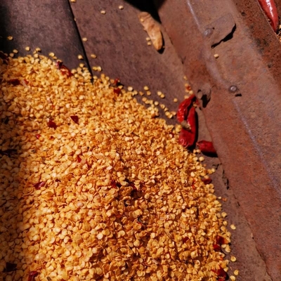 Benih Cabai Guajillo Merah Renyah 1% Pengotor Maksimum 15000SHU