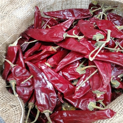 HACCP 200g Yidu Chili Bahan 7 - 15cm Rasa Chilli Pedas