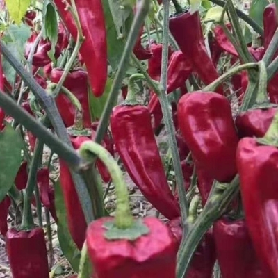 Yidu Chili dengan Rasa Chili Pedas