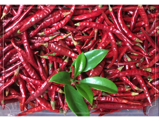 Kalsium Kaya Dried Bird Eye Chili Untuk Kreasi Kuliner yang Berani dan Pedas