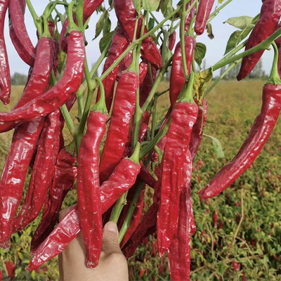 Kelembaban 12-16% Cokelat merah kering Paprika merah manis dehidrasi 10-20cm