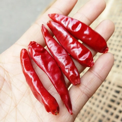 Asal Mula Long Dry Red Chili Dikemas Dengan Vitamin C Kualitas Tinggi Pedas