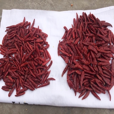 Asal Mula Tianjin Red Chilies di Kemasan Tas yang Nyaman