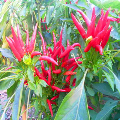 Kualitas Tinggi Udara Dan Sun Dried Red Chili Peppers 90.000 SHU