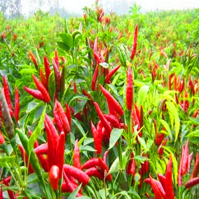 Pepper Merah Dingin Premium Dengan Rasa Pepper Cayenne Untuk Pembeli