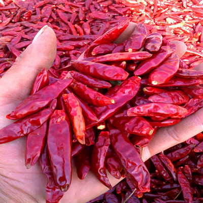 Peppers Chilli Kelembaban 12% max Kelembaban Dikontrol Peppers