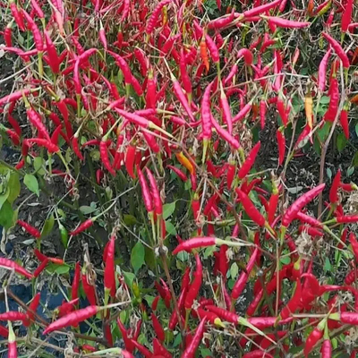 Pepper Chilli Hot Tanpa Stem atau Stem Cut Untuk Kebutuhan B2B Anda