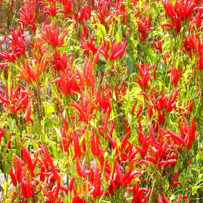 Aroma dan Rasa Air Dingin Matahari Dingin Murni Merah Merah Merah Putih Merah