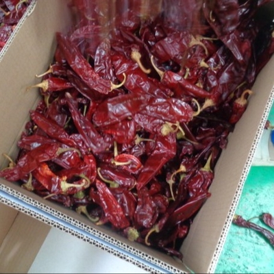 Bahan-bahan Paprika Pepper Chili Capsicum Xinjiang Chili Kecapitan 500SHU
