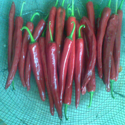Bubuk cabe yang diperkaya dengan kandungan vitamin C yang tinggi