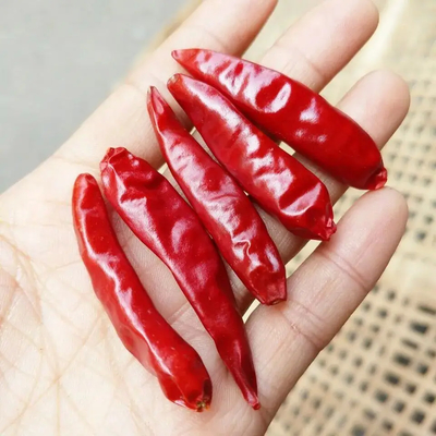 Red Bullet Chili dengan topi untuk pengeringan industri