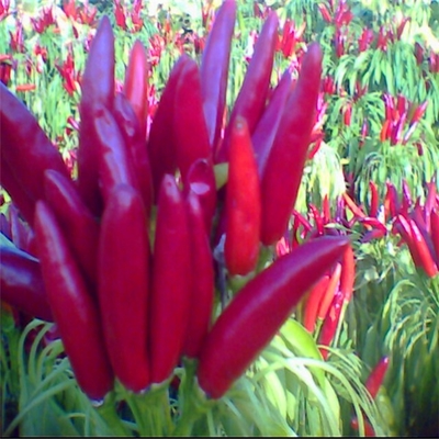 Air Dried Red Bullet Chilli Warna Merah Gelap Dengan Topi Untuk Dapur Penting