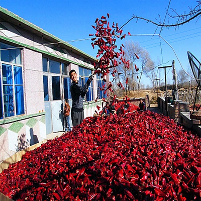 Yidu Red Chili yang Diberi Vitamin A/C dan Mineral