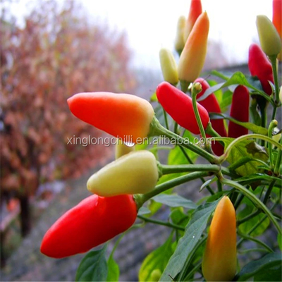 Bullet Single Herbs Spices Perfect Addition Untuk Dapur Anda