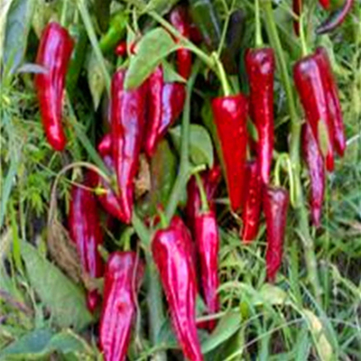 1KG Dried Birds Eye Chilli Spicious Flavor Toko di Tempat Kering dan Dingin