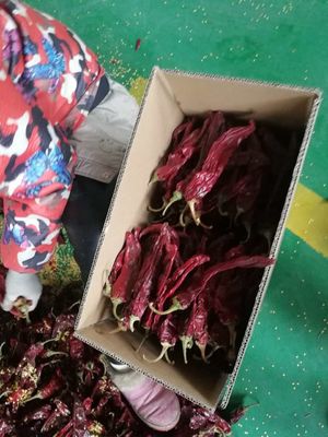 Sun Dried Chilli Pepper Sweet Paprika Pepper Dengan 1% Kekotoran 7-19cm