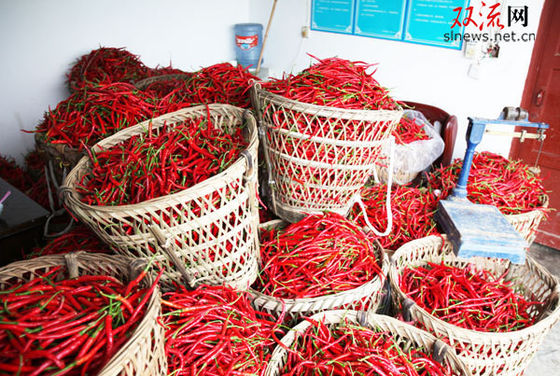 Slim Curve Sichuan Erjingtiao Pepper With Stem Hot Pot Use