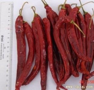 Bumbu Xian Chilli Block Bentuk Cabe Merah Kering Panjang Tanpa Batang