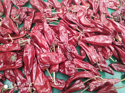 12 CM Cabai Merah Kering Utuh Xinglong 10 KG Cabai Asia Kering