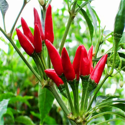 Buah cabe mata burung oval kering yang kaya akan vitamin C untuk memasak