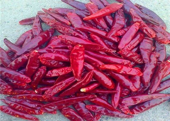 Dimakan Tianjin Red Chiles Tanaman Baru Bertangkai Kering Arbol Chili Peppers