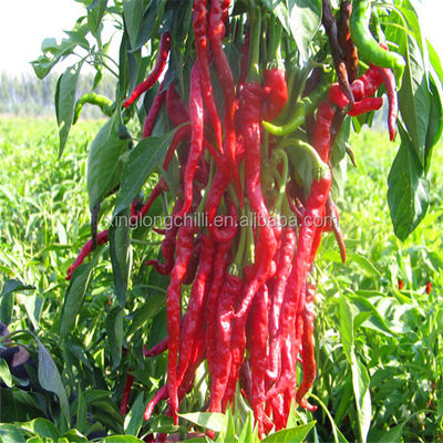 Bumbu Xian Chilli Block Bentuk Cabe Merah Kering Panjang Tanpa Batang