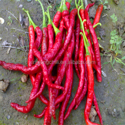 Bumbu Xian Chilli Block Bentuk Cabe Merah Kering Panjang Tanpa Batang