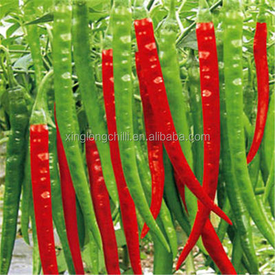 Bumbu Xian Chilli Block Bentuk Cabe Merah Kering Panjang Tanpa Batang