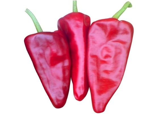 Nature Red Hot Yidu Chili Untuk Membuat Sambal 8,000 SHU