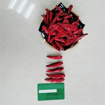 Cabai Merah Kering Cina Chaotian Szechuan Cabai Kering Nol Aditif