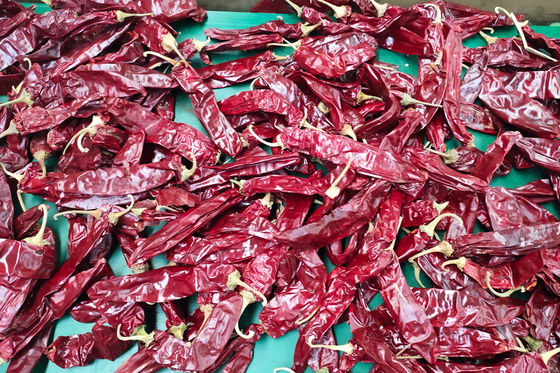 XingLong Kering Paprika Peppers 16CM Polong Cabai Merah Dehidrasi
