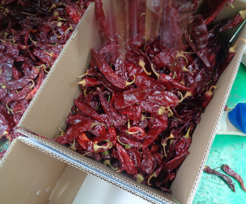 Grade A Guajillo Chili Peppers Dengan Rasa Chili Pintar yang Kuat GMP