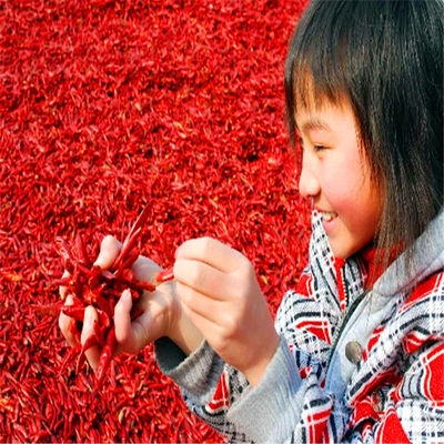 0.3% Kotoran Cabai Bubuk Panas Pedas Wewangian Cabe Cabai Bubuk 100% Murni
