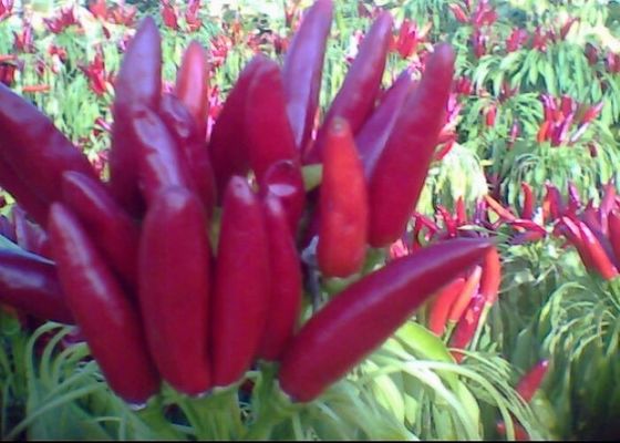 Bumbu Facing Heaven Chillies 4cm Chinese Dry Chili Peppers