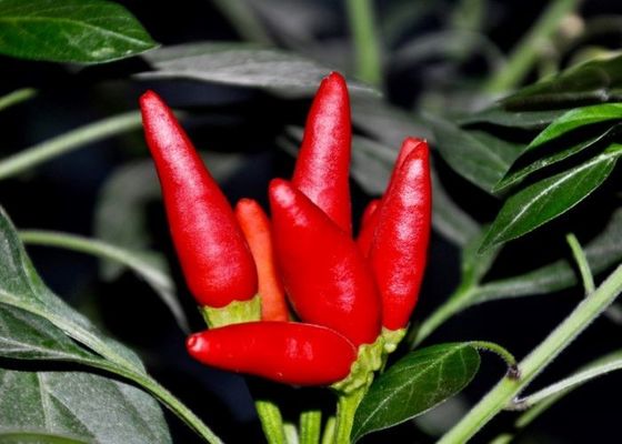 Kepala Peluru Tanpa Batang Cabai Dehidrasi Chaotian Sun Kering Paprika Merah