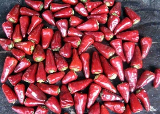 Kepala Peluru Tanpa Batang Cabai Dehidrasi Chaotian Sun Kering Paprika Merah