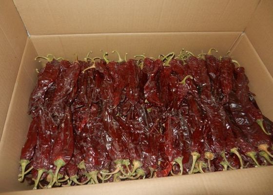 Stick Mexico Guajillo 220 ASTA Kering Guajillo Chiles 14% Kelembaban