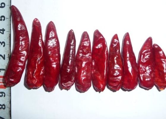 Sichuan Red Bullet Chilli Tanpa Batang Kering Cabai Cabai Panas GMP