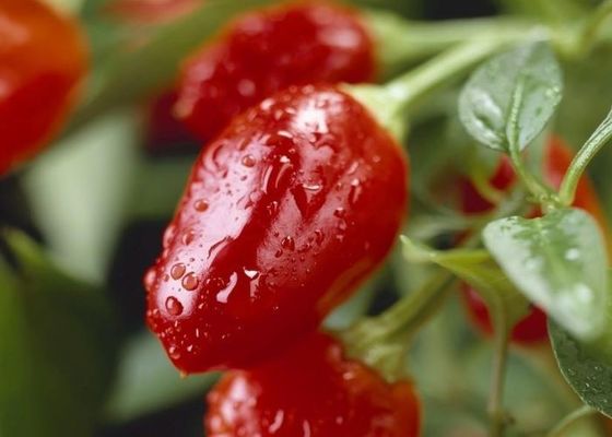 Buah Cabe kering dengan rasa pedas panas