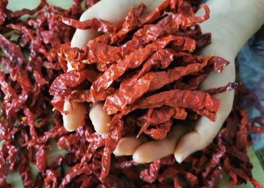 Wewangian Pedas Xian Chilli 15 CM Paprika Merah Kering 10000SHU