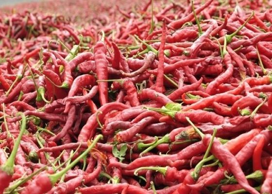 Sayuran Dehidrasi Paprika Kering Cabai Merah Bumbu Dan Bumbu Bumbu