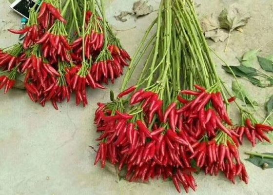 Red Yidu Chili Tianying Jinta Chili American Red Chilli Tanaman Baru FDA HACCP ISO KOSHER